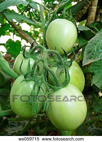 Tomato. Lycopersicon esculentum. Scientific classification. Kingdom: Plantae. Subkingdom: Tracheobionta. Division: Magnoliophyta. Class: Magnoliopsida. Subclass: Asteridae. Order: Solanales. Family: Solanaceae. Genus: Solanum. Species: S. lycopersicum. View Large Photo Image Stock Photography - Tomato. Lycopersicon esculentum. Scientific classification. Kingdom: Plantae. Subkingdom: Tracheobionta. Division: Magnoliophyta. Class: Magnoliopsida. Subclass: Asteridae. Order: Solanales. Family: Solanaceae. Genus: Solanum. Species: S. lycopersicum.. Fotosearch