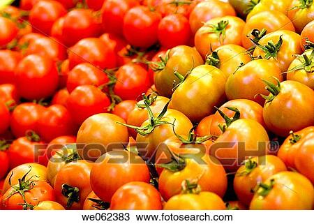 Tomatoes at La Boqueria market, Barcelona. Catalonia, Spain View Large Photo Image Stock Image - Tomatoes at La Boqueria market, Barcelona. Catalonia, Spain. Fotosearch