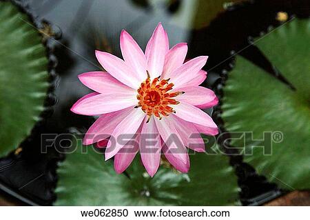 Top view of pink lotus. View Large Photo Image Stock Image - Top view of pink lotus.. Fotosearch