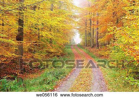 Track in forest. Spessart, Franconia, Bavaria, Germany, Europe. View Large Photo Image Stock Photograph - Track in forest. Spessart, Franconia, Bavaria, Germany, Europe.. Fotosearch