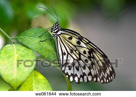 Tree nymph butterfly View Large Photo Image Picture - Tree nymph butterfly. Fotosearch