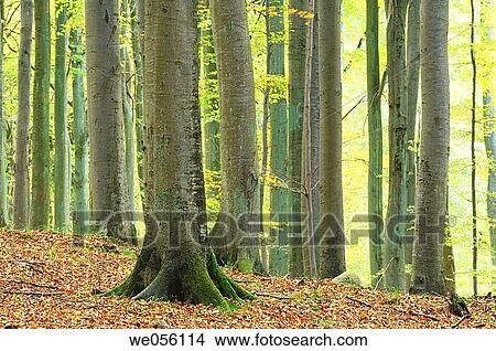Tree trunks in beech tree forest (Deciduous forest). National Park Jasmund, Isle of Ruegen, Mecklenburg-Western Pommerania, Germany, Europe. View Large Photo Image Picture - Tree trunks in beech tree forest (Deciduous forest). National Park Jasmund, Isle of Ruegen, Mecklenburg-Western Pommerania, Germany, Europe.. Fotosearch