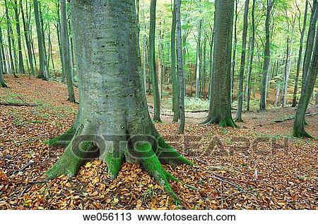 Stock Image - Tree trunks in beech tree forest (Deciduous forest). National Park Jasmund, Isle of Ruegen, Mecklenburg-Western Pommerania, Germany, Europe.. Fotosearch