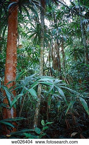 Picture - Tropical forest. Fotosearch
