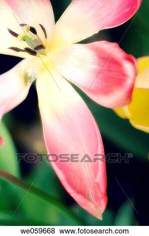 Tulip. Tulipa hybrid. April 2006. Maryland, USA. View Large Photo Image Stock Photo - Tulip. Tulipa hybrid. April 2006. Maryland, USA.. Fotosearch