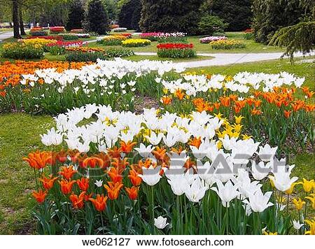 Tulips, Morges. Vaud, Switzerland View Large Photo Image Stock Photo - Tulips, Morges. Vaud, Switzerland. Fotosearch