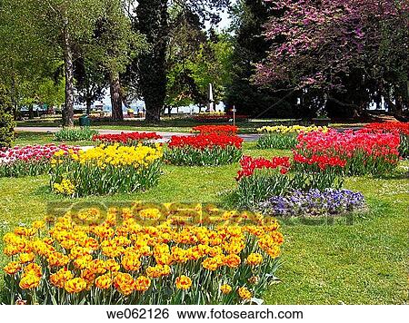 Tulips, Morges. Vaud, Switzerland View Large Photo Image Stock Photograph - Tulips, Morges. Vaud, Switzerland. Fotosearch