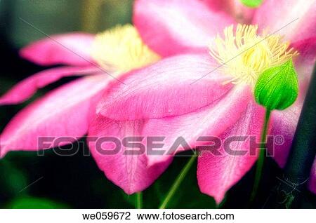Two clematis Flowers and a bud. Clematis hybrid. April 2006. Maryland, USA. View Large Photo Image Stock Image - Two clematis Flowers and a bud. Clematis hybrid. April 2006. Maryland, USA.. Fotosearch