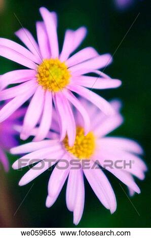 Stock Photography - Two Lavender Swan River Daisies. Brachycome iberidifolia. May 2006, Maryland, USA. Fotosearch
