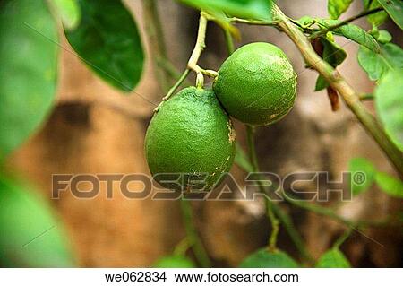 Two lemons View Large Photo Image Picture - Two lemons. Fotosearch