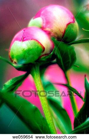 Two Pink Peony Buds. Paeonia lactiflora. May 2006, Maryland, USA View Large Photo Image Picture - Two Pink Peony Buds. Paeonia lactiflora. May 2006, Maryland, USA. Fotosearch