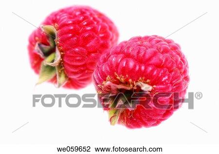 Two red raspberries. Rubus idaeus. July 2006, Maryland, USA View Large Photo Image Stock Image - Two red raspberries. Rubus idaeus. July 2006, Maryland, USA. Fotosearch