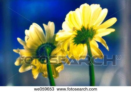 Two yellow gerbera daisies. Transvaal daisy. Gerbera jamesonii. March 2006, Maryland, USA View Large Photo Image Stock Image - Two yellow gerbera daisies. Transvaal daisy. Gerbera jamesonii. March 2006, Maryland, USA. Fotosearch