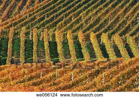 Vineyard in autumn. Baden-W? rttemberg, Southern Germany, Germany, Europe. View Large Photo Image Picture - Vineyard in autumn. Baden-W? rttemberg, Southern Germany, Germany, Europe.. Fotosearch