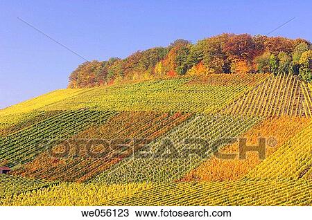 Vineyard in autumn. Baden-W? rttemberg, Southern Germany, Germany, Europe. View Large Photo Image Stock Image - Vineyard in autumn. Baden-W? rttemberg, Southern Germany, Germany, Europe.. Fotosearch