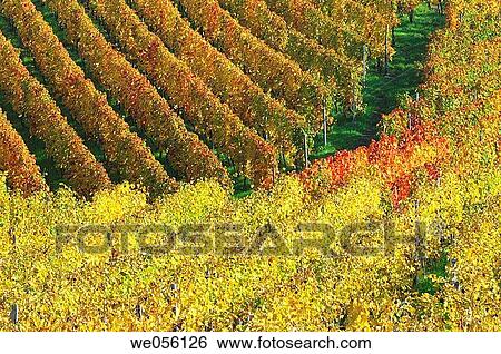 Vineyard in autumn. Baden-W? rttemberg, Southern Germany, Germany, Europe. View Large Photo Image Stock Photograph - Vineyard in autumn. Baden-W? rttemberg, Southern Germany, Germany, Europe.. Fotosearch