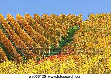 Vineyard in autumn. Baden-W? rttemberg, Southern Germany, Germany, Europe. View Large Photo Image Stock Photography - Vineyard in autumn. Baden-W? rttemberg, Southern Germany, Germany, Europe.. Fotosearch