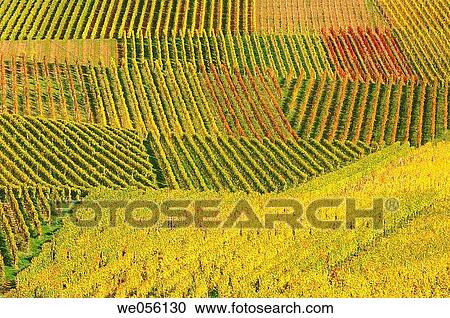 Vineyard in autumn. Between the towns? Stuttgart? and? Heilbronn?, Baden-W? rttemberg, Southern Germany, Germany, Europe. View Large Photo Image Stock Image - Vineyard in autumn. Between the towns? Stuttgart? and? Heilbronn?, Baden-W? rttemberg, Southern Germany, Germany, Europe.. Fotosearch
