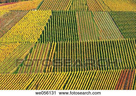 Vineyard in autumn. Between the towns? Stuttgart? and? Heilbronn?, Baden-W? rttemberg, Southern Germany, Germany, Europe. View Large Photo Image Stock Image - Vineyard in autumn. Between the towns? Stuttgart? and? Heilbronn?, Baden-W? rttemberg, Southern Germany, Germany, Europe.. Fotosearch
