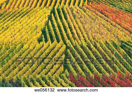 Vineyard in autumn. Between the towns? Stuttgart? and? Heilbronn?, Baden-W? rttemberg, Southern Germany, Germany, Europe. View Large Photo Image Stock Image - Vineyard in autumn. Between the towns? Stuttgart? and? Heilbronn?, Baden-W? rttemberg, Southern Germany, Germany, Europe.. Fotosearch