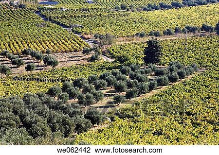 Vineyards and olive groves near Avgeniki, Crete, Greece View Large Photo Image Stock Image - Vineyards and olive groves near Avgeniki, Crete, Greece. Fotosearch