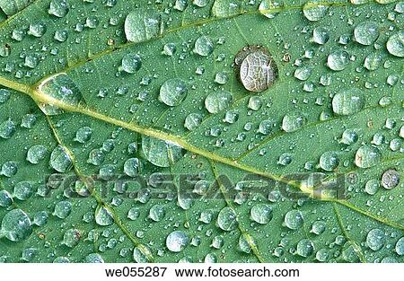 Waterdrops on leaf. Bavaria, Germany View Large Photo Image Stock Photo - Waterdrops on leaf. Bavaria, Germany. Fotosearch