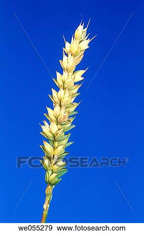Wheat. Bavaria, Germany View Large Photo Image Stock Photo - Wheat. Bavaria, Germany. Fotosearch