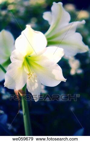 Stock Photo - White Amaryllis. Hippeastrum sp. December 2006. Maryland, USA.. Fotosearch