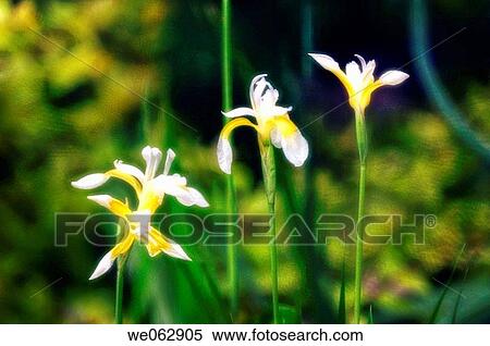 White and yellow irises in bloom. May 2007, Maryland, USA View Large Photo Image Stock Photography - White and yellow irises in bloom. May 2007, Maryland, USA. Fotosearch