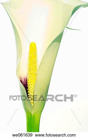 White calla lilly View Large Photo Image Stock Photo - White calla lilly. Fotosearch
