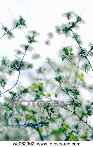 Stock Image - White Dogwood Blossom. Cornus florida. April 2007, Maryland, USA. Fotosearch