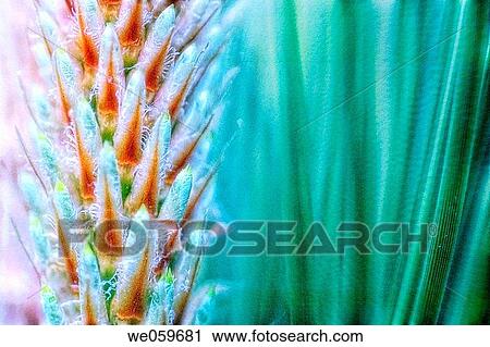 White Pine. Pinus strobus. May 2004. Maryland, USA. View Large Photo Image Stock Image - White Pine. Pinus strobus. May 2004. Maryland, USA.. Fotosearch