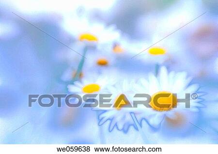 Stock Photo - White shasta daisies. Leucanthemum x superbum. July 2006, Maryland, USA. Fotosearch