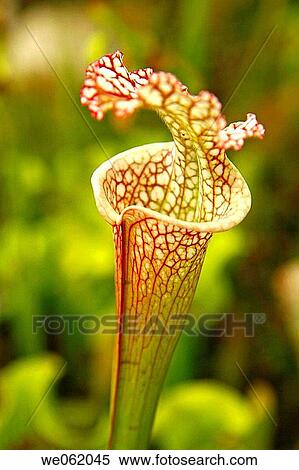 White Trumpet Pitcher (Sarracenia leucophylla) in the Princess of Wales conservatory of the Royal Botanic Gardens Kew in Richmond, London. England, UK View Large Photo Image Stock Photography - White Trumpet Pitcher (Sarracenia leucophylla) in the Princess of Wales conservatory of the Royal Botanic Gardens Kew in Richmond, London. England, UK. Fotosearch