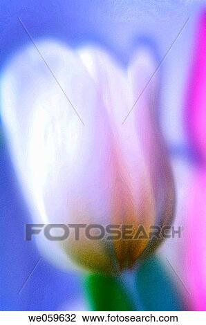 White tulip. Tulipa hybrid. January 2007, Maryland, USA View Large Photo Image Stock Image - White tulip. Tulipa hybrid. January 2007, Maryland, USA. Fotosearch
