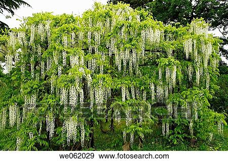 Wisteria (Wisteria sp. ) in Royal Botanic Gardens Kew in Richmond, London. England, UK View Large Photo Image Stock Photo - Wisteria (Wisteria sp. ) in Royal Botanic Gardens Kew in Richmond, London. England, UK. Fotosearch