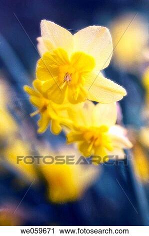 Yellow Daffodils. Narcissus hybrid. April 2006. Maryland, USA. View Large Photo Image Stock Image - Yellow Daffodils. Narcissus hybrid. April 2006. Maryland, USA.. Fotosearch