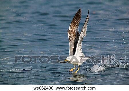 Yellow-legged Gull (Larus cachinnans) fishing View Large Photo Image Stock Image - Yellow-legged Gull (Larus cachinnans) fishing. Fotosearch