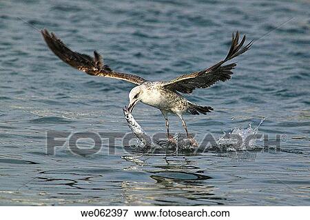 Yellow-legged Gull (Larus cachinnans) fishing View Large Photo Image Stock Photo - Yellow-legged Gull (Larus cachinnans) fishing. Fotosearch