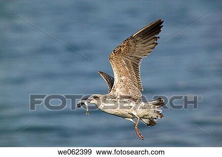 Yellow-legged Gull (Larus cachinnans) fishing View Large Photo Image Stock Photo - Yellow-legged Gull (Larus cachinnans) fishing. Fotosearch