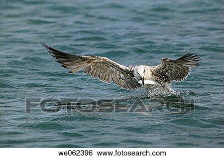 Yellow-legged Gull (Larus cachinnans) fishing View Large Photo Image Stock Photograph - Yellow-legged Gull (Larus cachinnans) fishing. Fotosearch