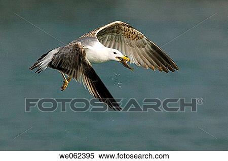 Stock Photography - Yellow-legged Gull (Larus cachinnans) fishing. Fotosearch