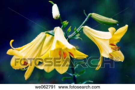 Yellow Lily. Lilium hybrid. June 2006, Maryland, USA View Large Photo Image Stock Image - Yellow Lily. Lilium hybrid. June 2006, Maryland, USA. Fotosearch