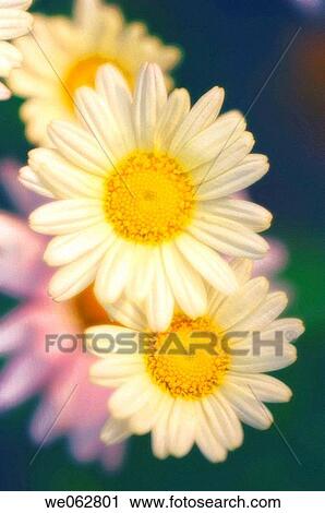 Yellow Marguerite Daisies. Argyranthemum frutescens. May 2006, Maryland, USA View Large Photo Image Stock Image - Yellow Marguerite Daisies. Argyranthemum frutescens. May 2006, Maryland, USA. Fotosearch