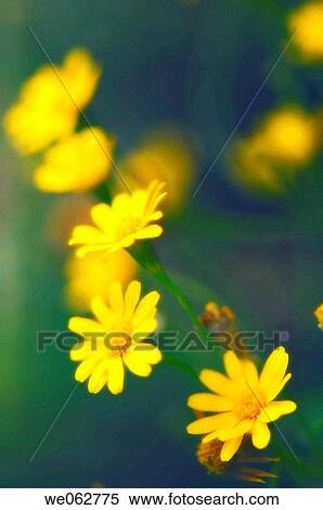Yellow Marguerite Daisies. Argyranthemum frutescens. July 2006, Maryland, USA View Large Photo Image Stock Photography - Yellow Marguerite Daisies. Argyranthemum frutescens. July 2006, Maryland, USA. Fotosearch