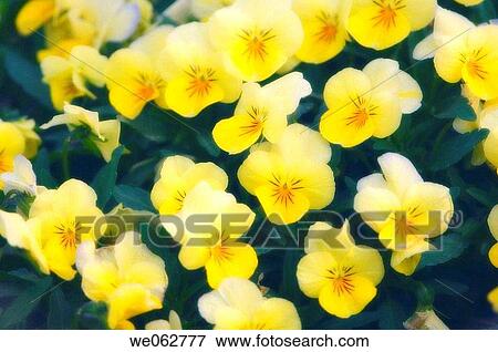 Yellow Pansies. Viola x wittrockiana. March 2006, Maryland, USA View Large Photo Image Stock Photo - Yellow Pansies. Viola x wittrockiana. March 2006, Maryland, USA. Fotosearch