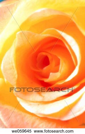 Yellow Rose close-up. Rosa hybrid. August 2006, Maryland, USA View Large Photo Image Stock Photography - Yellow Rose close-up. Rosa hybrid. August 2006, Maryland, USA. Fotosearch