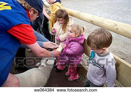 Picture - 3 year old girl outside feeding a lamb with a milk bottle. Fotosearch