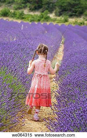 5 year old girl walking through a field of lavender, holding corn View Large Photo Image Stock Photography - 5 year old girl walking through a field of lavender, holding corn. Fotosearch