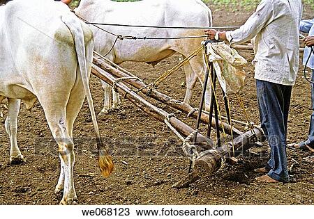 A farmer sowing seeds in soil by a traditional way. Mulshi, Pune, Maharashtra, India. View Large Photo Image Stock Image - A farmer sowing seeds in soil by a traditional way. Mulshi, Pune, Maharashtra, India.. Fotosearch